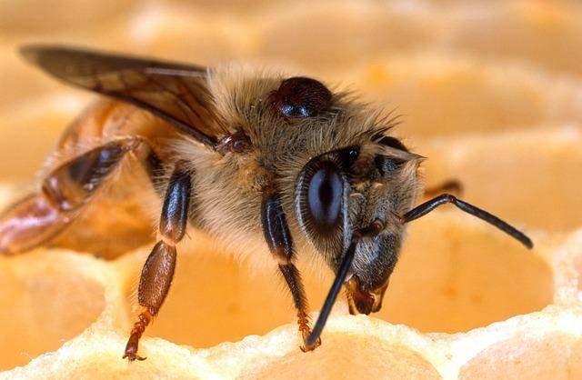 Die Varroamilbe auf einer Biene