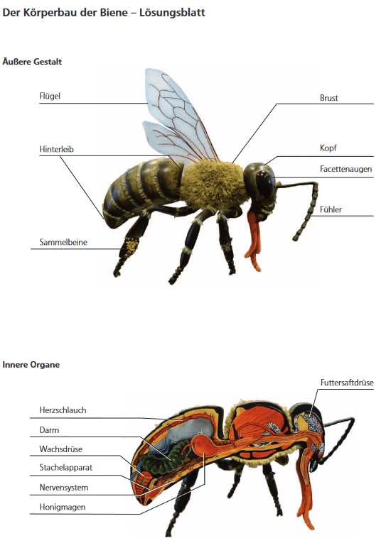Körperbau der Honigbiene