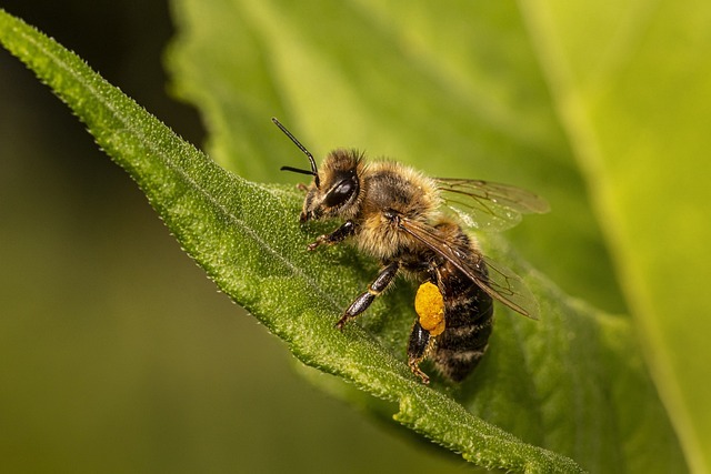 Honigbiene Bild