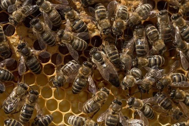 In der Mitte ist die Bienenkönigin zu sehen.