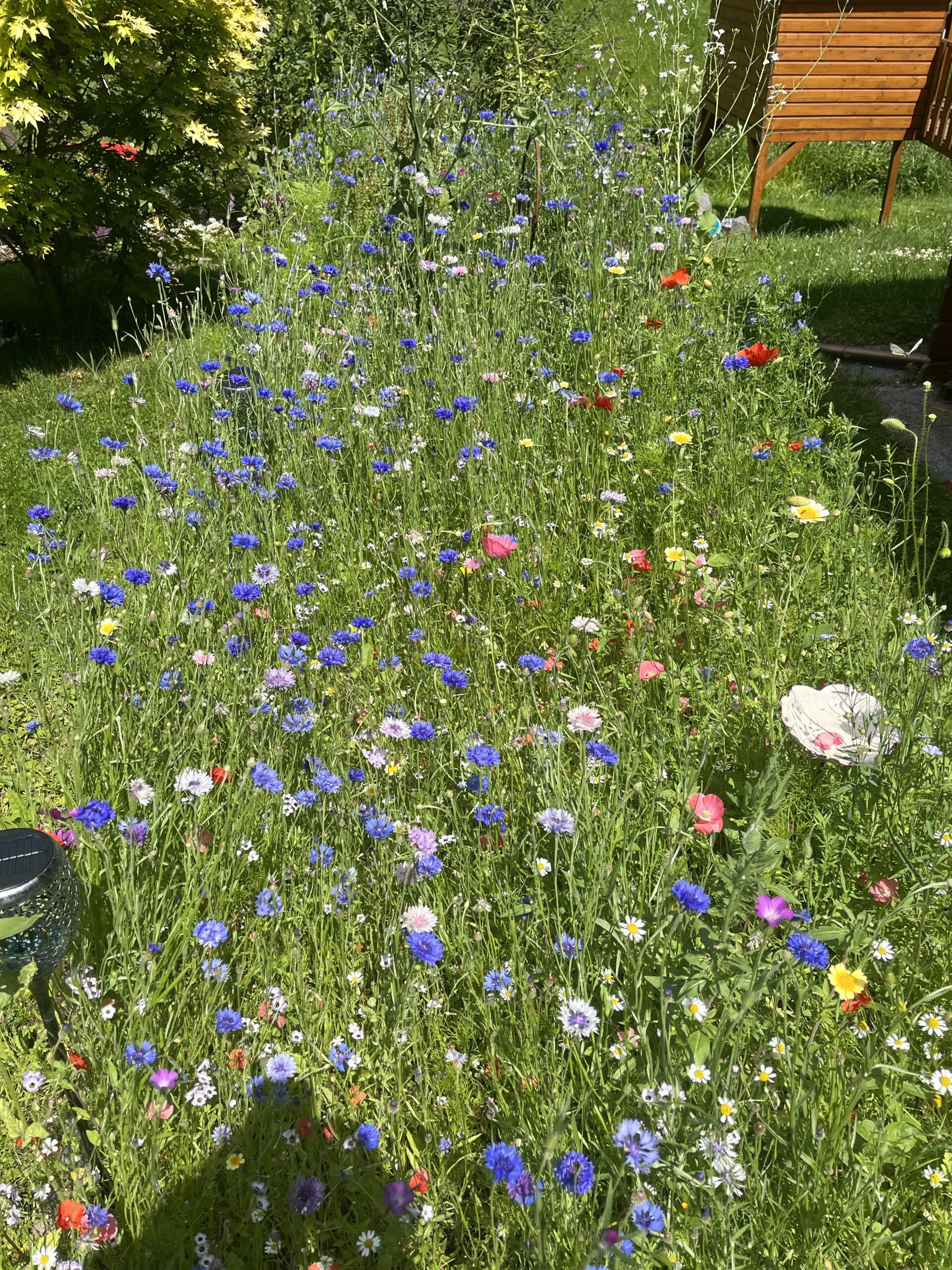 Wildblumenwiese anlegen. So wird es gemacht ! OnlineBiene