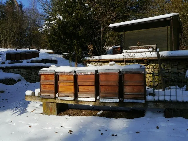 Imkern im Winter