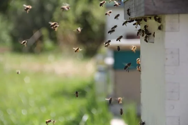 Bienenräuberei