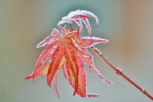 Imkern im November